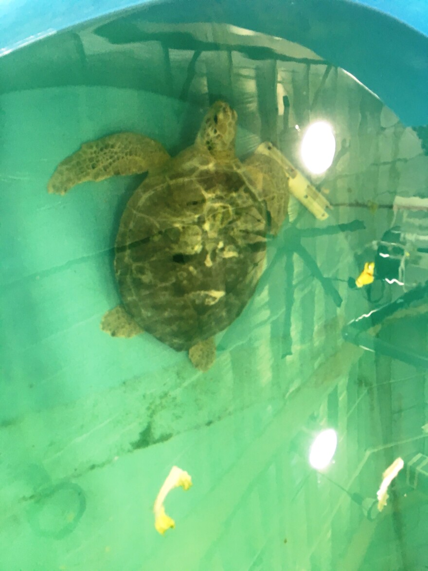 Turtle in one of the rehabilitation pools 